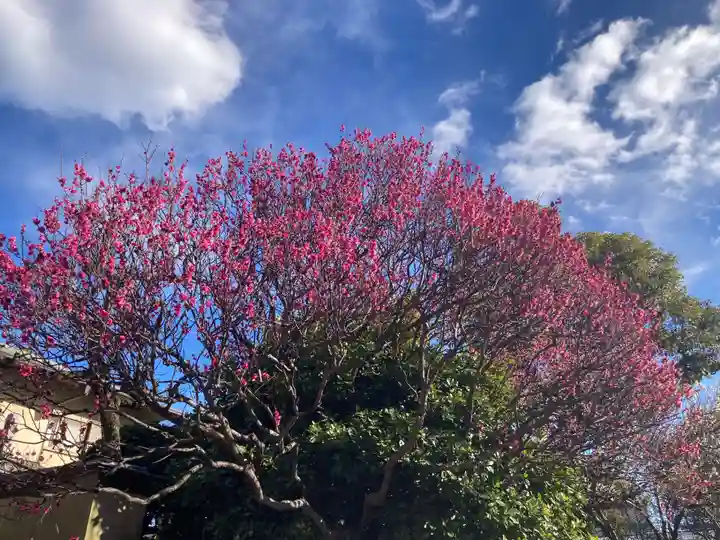 観音蜜寺(神奈川県)