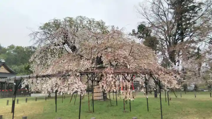 賀茂別雷神社(上賀茂神社)の庭園