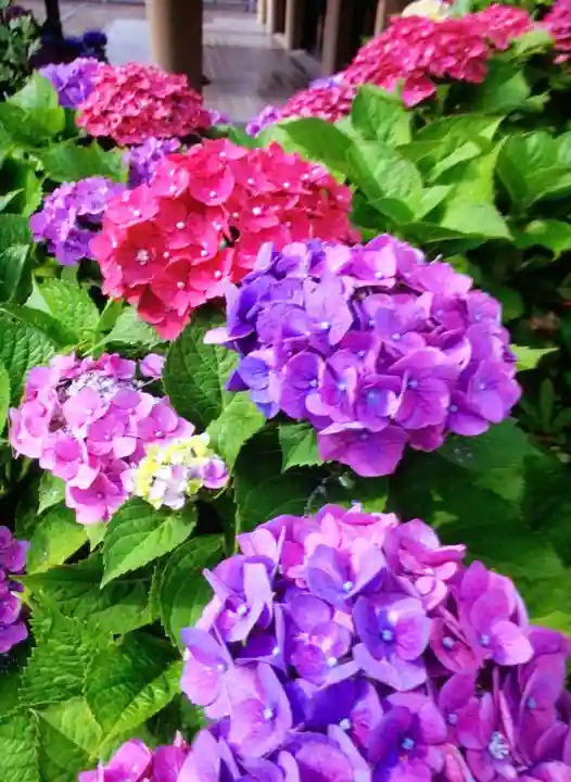 福王山 慈眼寺の自然