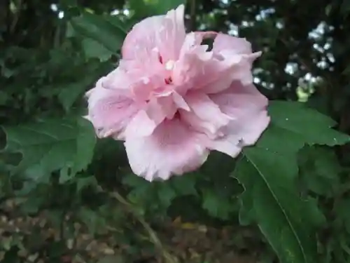 屋久島大社の自然