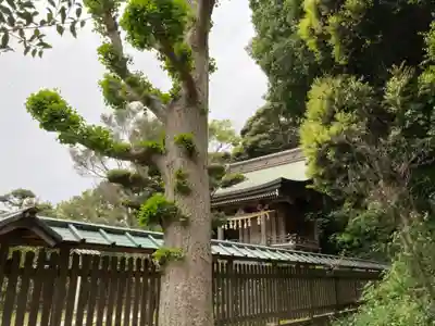 片瀬諏訪神社の自然