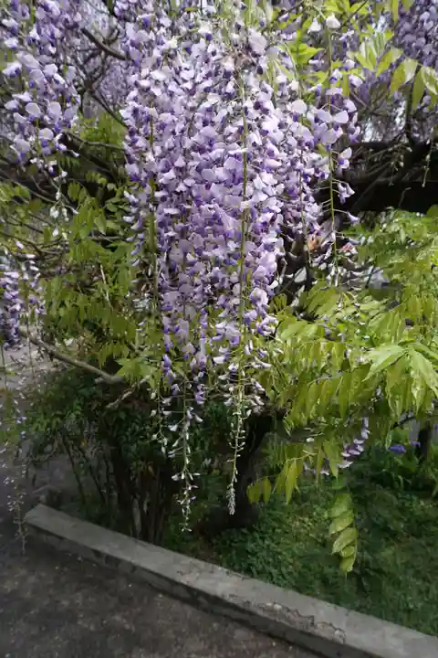子安地蔵寺の自然