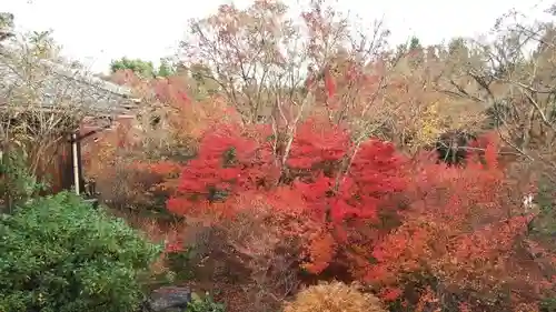 宝筐院の庭園