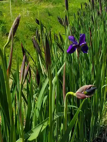 高司神社〜むすびの神の鎮まる社〜の自然