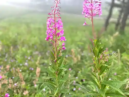 高峯神社(大室神社奥宮)(長野県)