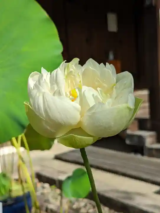 法金剛院(京都府)