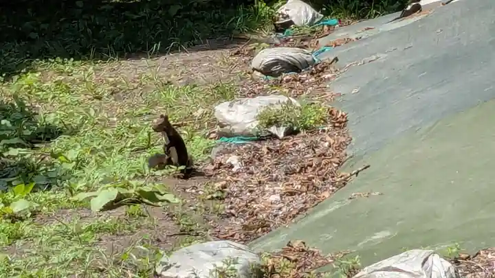 帯廣神社の動物