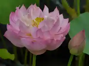 極楽山 浄土寺の自然(2021年07月01日(木) 14時35分58秒投稿)