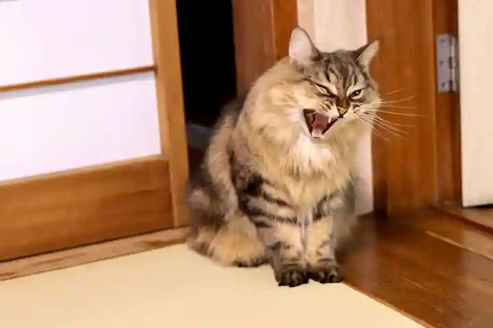 善龍寺(東京都)