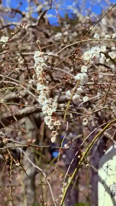 大縣神社の{uncategorized: "未分類", other: "その他", undefined: "問題あり", building: "その他建物", grave: "お墓", sacred_gate: "鳥居", guardian: "狛犬", statue: "像", buddha: "仏像", history: "歴史", nature: "自然", garden: "庭園", animal: "動物", pagoda: "塔", temizu: "手水舎", mountain_gate: "山門・神門", sanctuary: "本殿・本堂", subordinate: "末社・摂社", art: "芸術", scenery: "景色", jizo: "地蔵", ema: "絵馬", goshuin: "御朱印", omikuji: "おみくじ", items: "授与品その他", amulet: "お守り", goshuincho: "御朱印帳", eats: "食事", festival: "お祭り", votive_dance: "神楽", shichigosan: "七五三参", wedding: "結婚式", experience: "体験その他", initially: "初詣", around: "周辺", anti_infection: "感染症対策"}