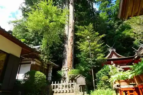 宇太水分神社の自然