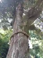 毛谷黒龍神社(福井県)