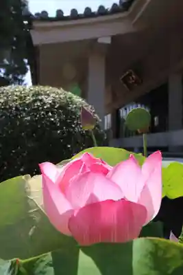 薬王寺(埼玉県)