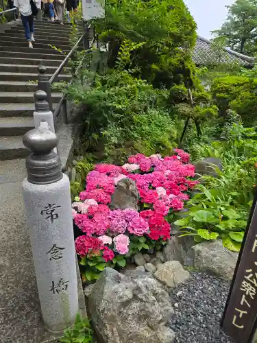 岡寺（龍蓋寺）(奈良県)