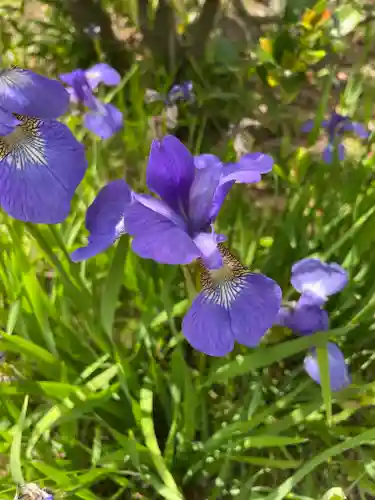 旗上弁財天社の自然