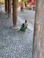 楽法寺(雨引観音)の動物