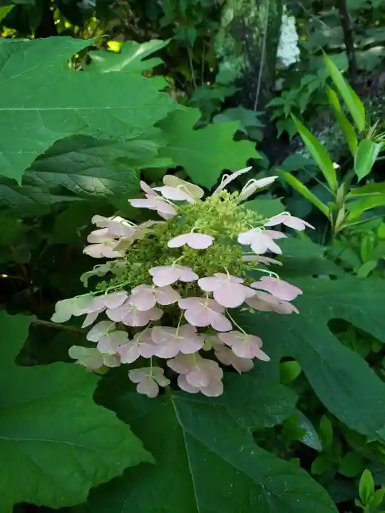 阿佐ヶ谷神明宮(東京都)