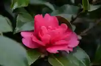 東京大神宮の自然