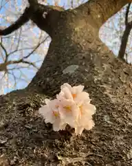 滑川神社 - 仕事と子どもの守り神の自然