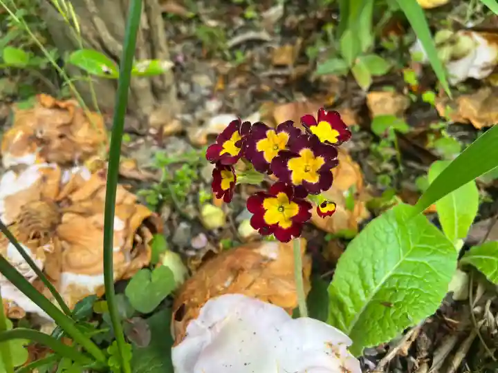 子安地蔵寺の{uncategorized: "未分類", other: "その他", undefined: "問題あり", building: "その他建物", grave: "お墓", sacred_gate: "鳥居", guardian: "狛犬", statue: "像", buddha: "仏像", history: "歴史", nature: "自然", garden: "庭園", animal: "動物", pagoda: "塔", temizu: "手水舎", mountain_gate: "山門・神門", sanctuary: "本殿・本堂", subordinate: "末社・摂社", art: "芸術", scenery: "景色", jizo: "地蔵", ema: "絵馬", goshuin: "御朱印", omikuji: "おみくじ", items: "授与品その他", amulet: "お守り", goshuincho: "御朱印帳", eats: "食事", festival: "お祭り", votive_dance: "神楽", shichigosan: "七五三参", wedding: "結婚式", experience: "体験その他", initially: "初詣", around: "周辺", anti_infection: "感染症対策"}