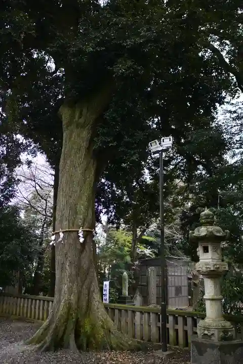 岩槻久伊豆神社の自然