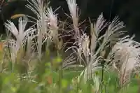 大六天麻王神社の自然