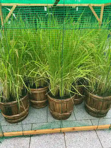 東京大神宮の庭園