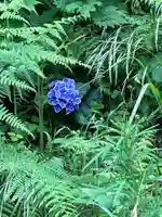 大山祇神社の自然