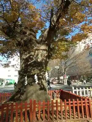 大國魂神社(東京都)