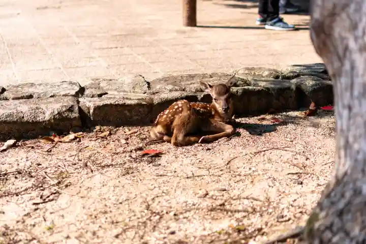 厳島神社(広島県)