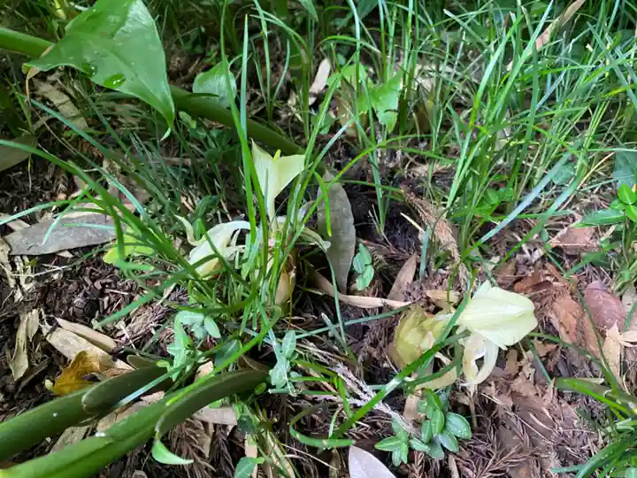 愛宕神社の自然