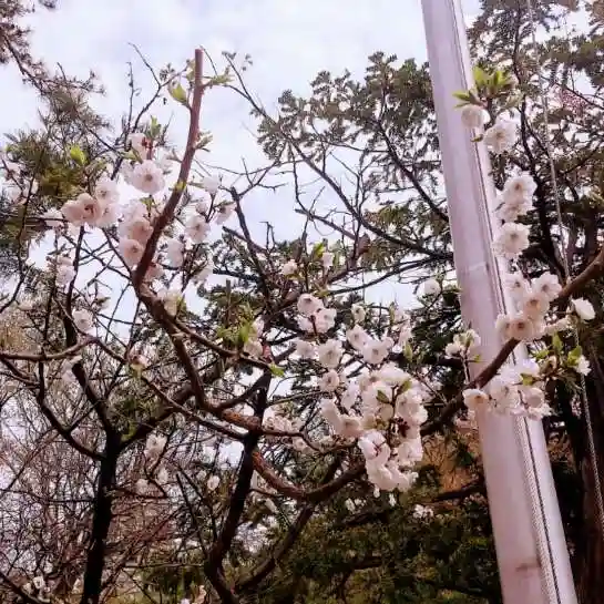 彌彦神社 (伊夜日子神社)の自然