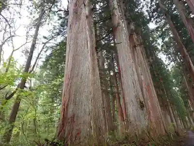 戸隠神社奥社(長野県)