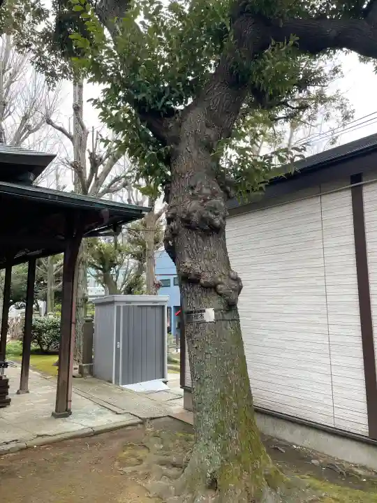 橋戸稲荷神社の{uncategorized: "未分類", other: "その他", undefined: "問題あり", building: "その他建物", grave: "お墓", sacred_gate: "鳥居", guardian: "狛犬", statue: "像", buddha: "仏像", history: "歴史", nature: "自然", garden: "庭園", animal: "動物", pagoda: "塔", temizu: "手水舎", mountain_gate: "山門・神門", sanctuary: "本殿・本堂", subordinate: "末社・摂社", art: "芸術", scenery: "景色", jizo: "地蔵", ema: "絵馬", goshuin: "御朱印", omikuji: "おみくじ", items: "授与品その他", amulet: "お守り", goshuincho: "御朱印帳", eats: "食事", festival: "お祭り", votive_dance: "神楽", shichigosan: "七五三参", wedding: "結婚式", experience: "体験その他", initially: "初詣", around: "周辺", anti_infection: "感染症対策"}