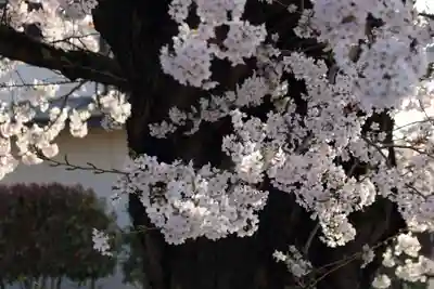 静御前堂の自然