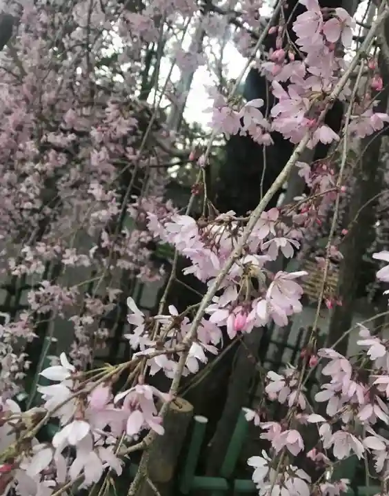 大國魂神社の自然