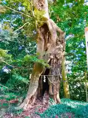 蛟蝄神社奥の宮の自然