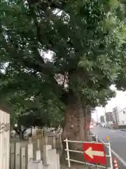 大山神明社の自然