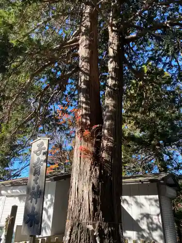 新倉富士浅間神社(山梨県)