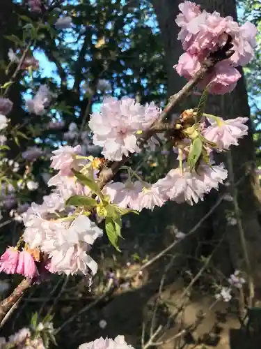 明治神宮の自然