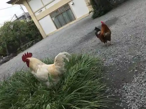 谷保天満宮の動物