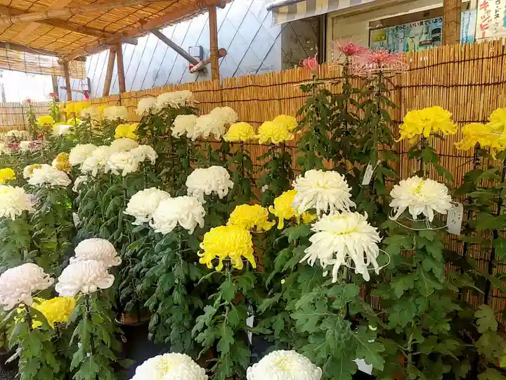 眞性寺(東京都)