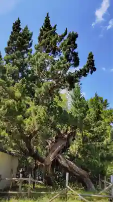 佐田神社の自然