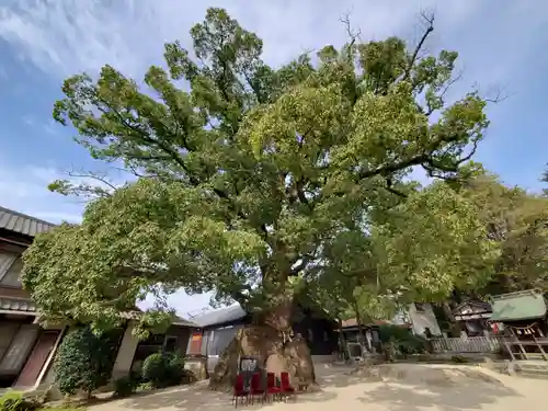 糸碕神社の自然