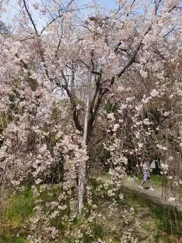 平野神社の自然