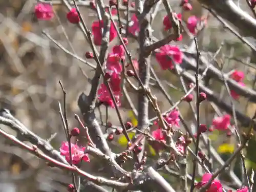 荏柄天神社の自然