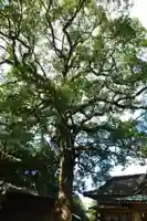 生立八幡宮(福岡県)