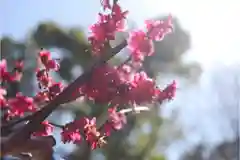 布多天神社の自然