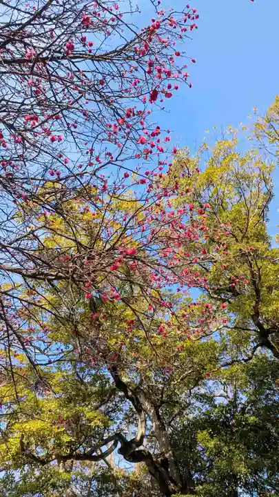 大宮・大原神社の自然