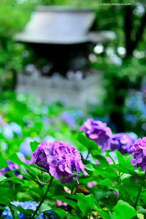 妙楽寺(神奈川県)